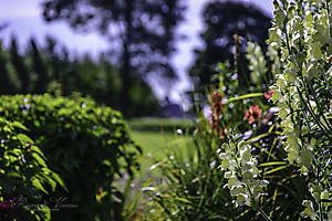 flowers in the park_1